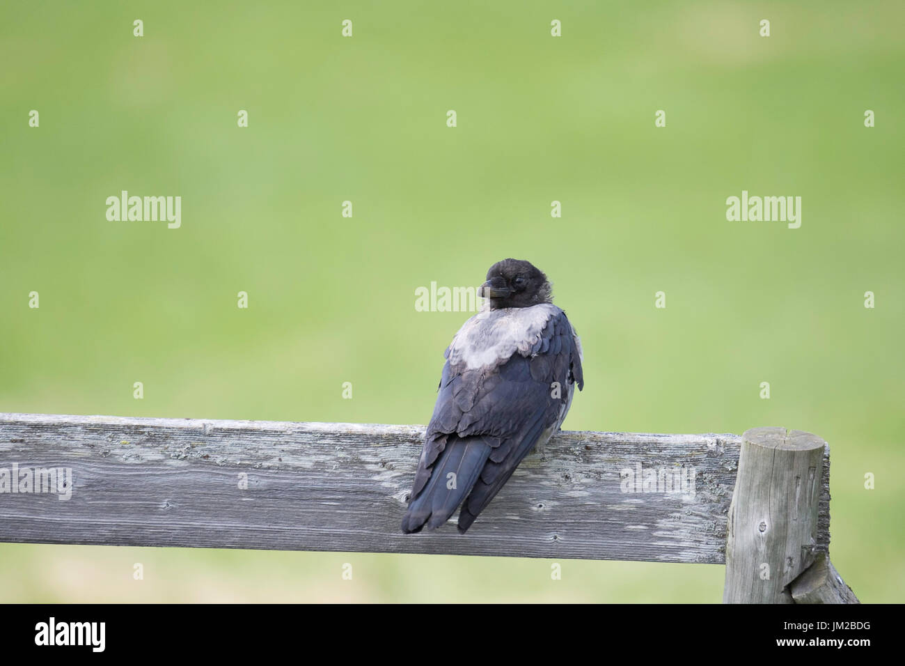 Hooded Crow Sitting on Wooden Plank with a completely turned head Stock ...
