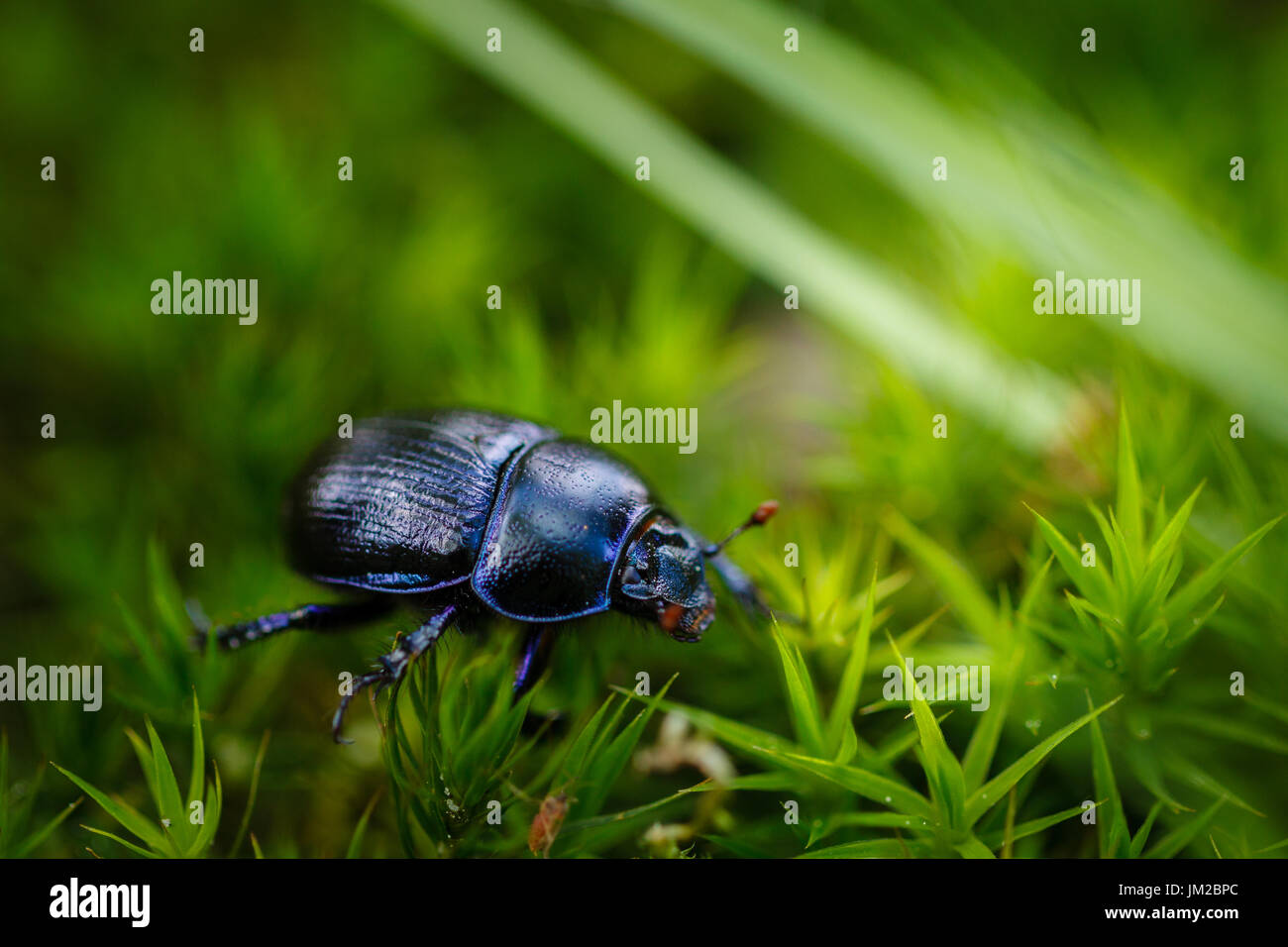 Dung beetle on green moss and grass in forest. Stock Photo