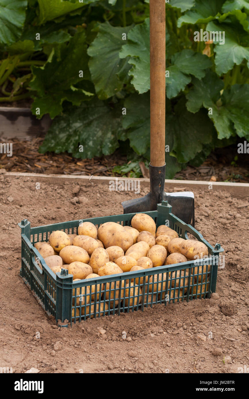 Harvesting Potatoes. Fresh Potato In Plastic Box With Spade Outdoor In Summer Season. Fresh Young Potato. Stock Photo