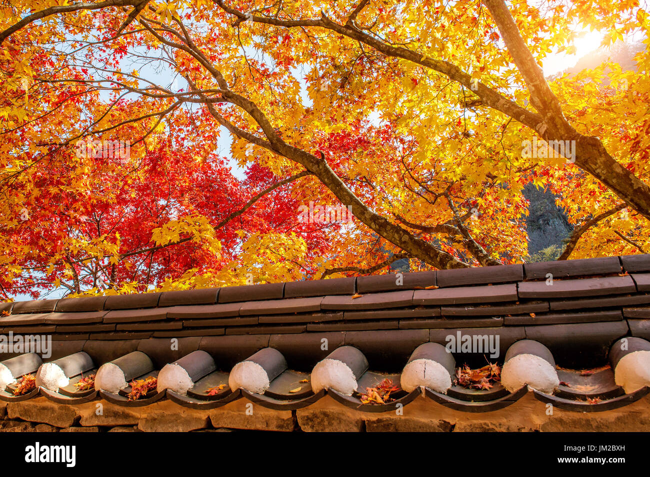 Roof of Gyeongbukgung and Maple tree in autumn in korea. Stock Photo