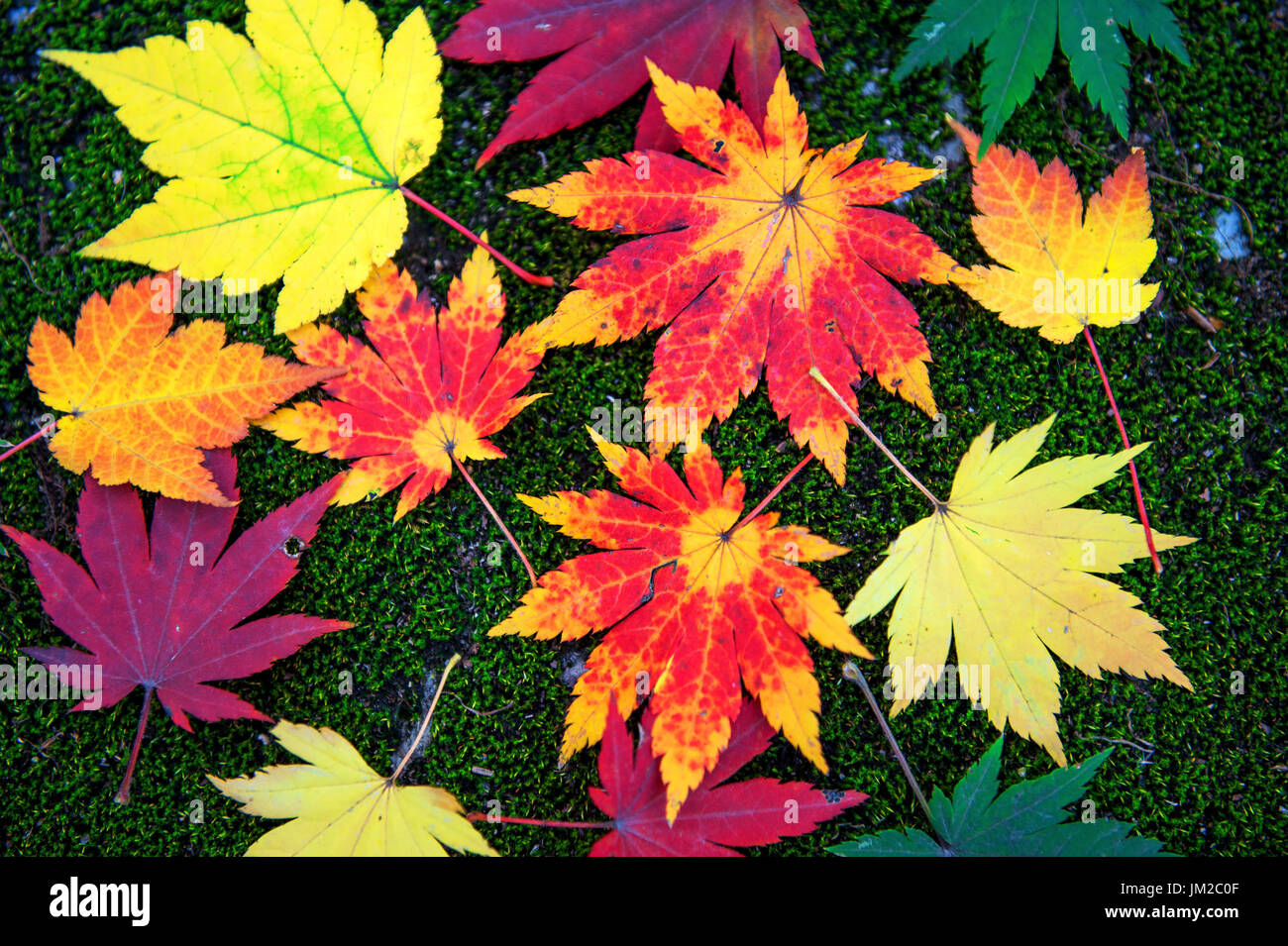 Maple leaf in autumn in korea. Stock Photo