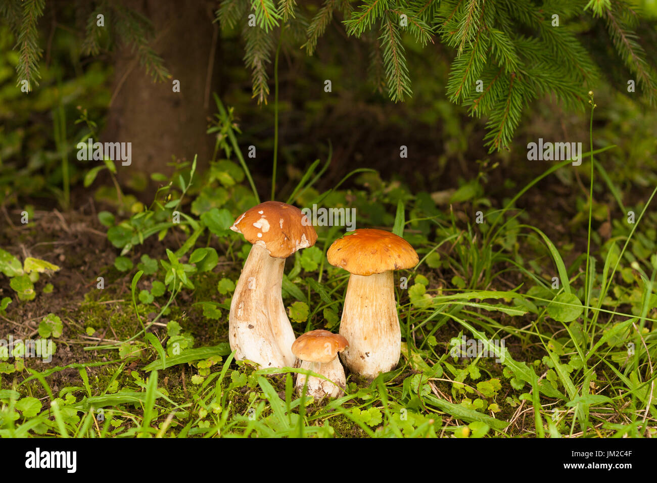 Boletus Edulis. In Forest Under Fir Tree Growing Three Edible Boletus