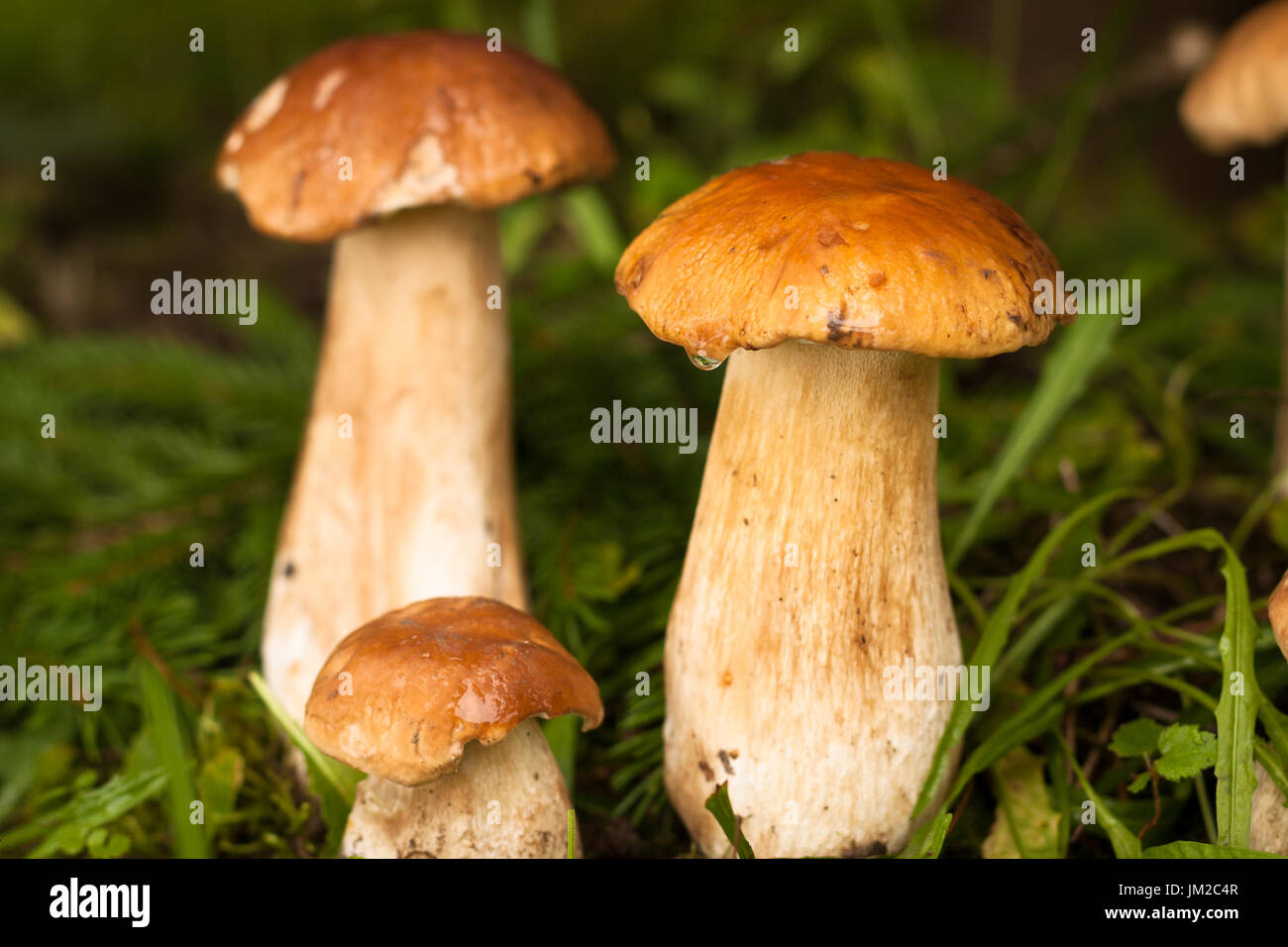 Boletus Edulis. Close Up Edible Mushrooms Boletus Edulis In Forest