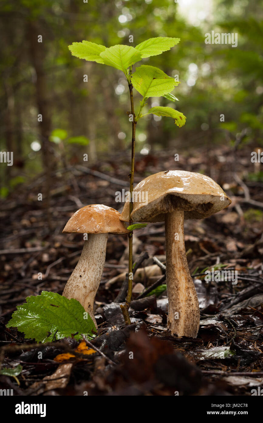 Two Edible Mushrooms Brown Cap Boletus (Leccinum Scabrum) Growing In Autumn Forest. Wet Hats Mushroom. Wild Mushroom In Forest. Stock Photo