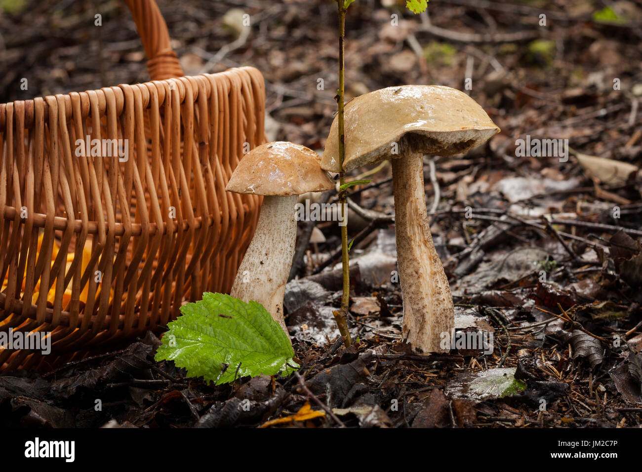 Two Edible Mushrooms Brown Cap Boletus (Leccinum Scabrum) Growing In Autumn Forest With Wicker Basket. Wet Hats Mushroom. Wild Mushroom In Forest. Stock Photo