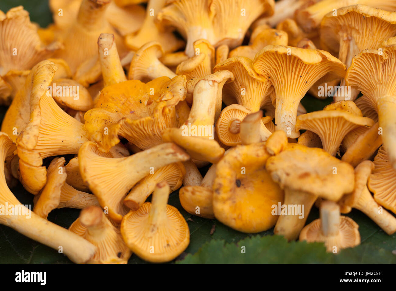Close Up Fresh Edible Mushrooms Chanterelle On Green Leaves. Heap Of