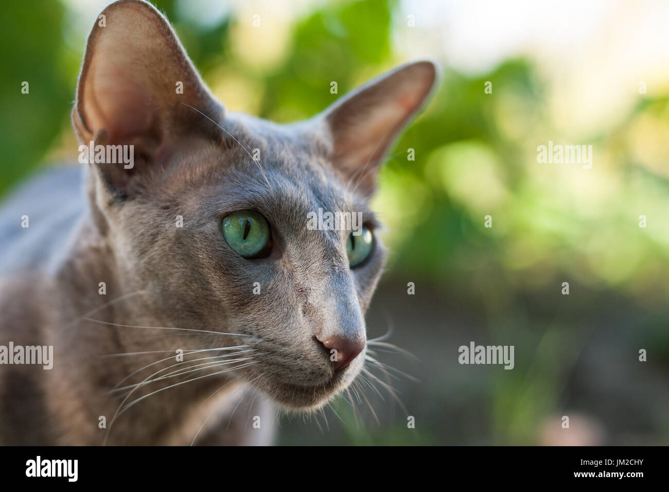Oriental shorthair hires stock photography and images Alamy