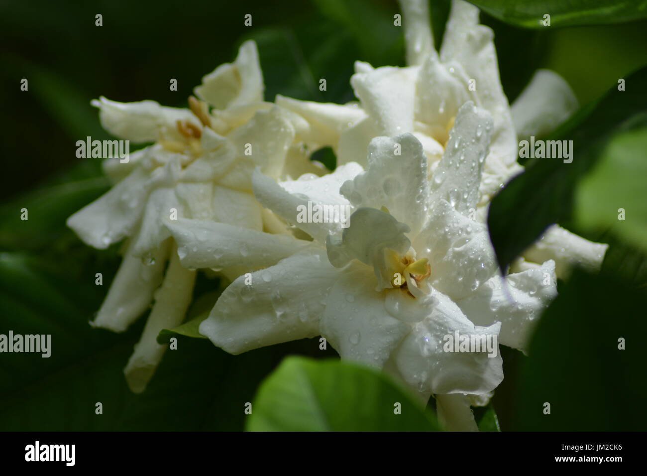 Rainy season flower photo hi-res stock photography and images - Alamy