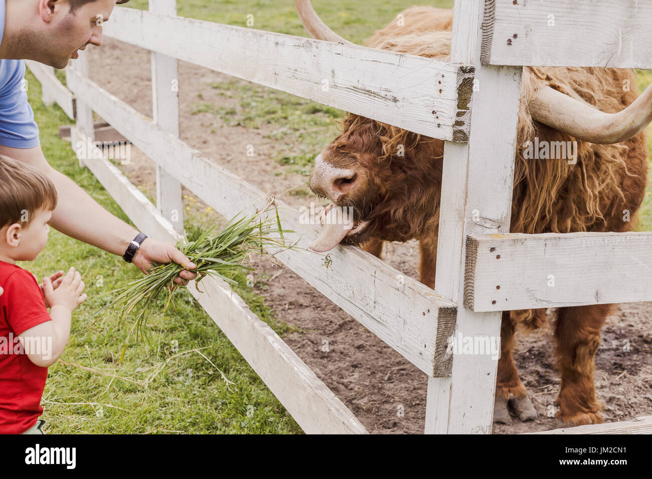 Toddler boy and his father feeding Scottish highland cow at animal farm
