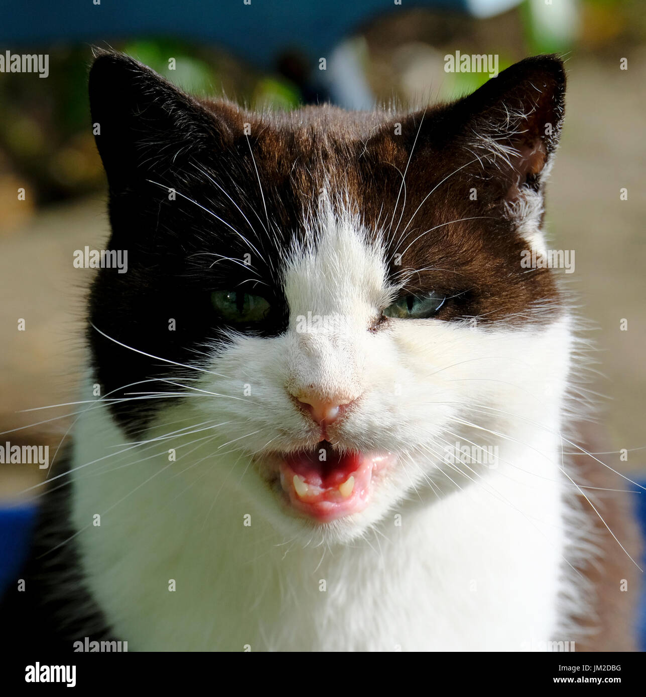 Poppy, a black and white domestic cat (Felis catus) siting on patio chair and pulling faces Stock Photo