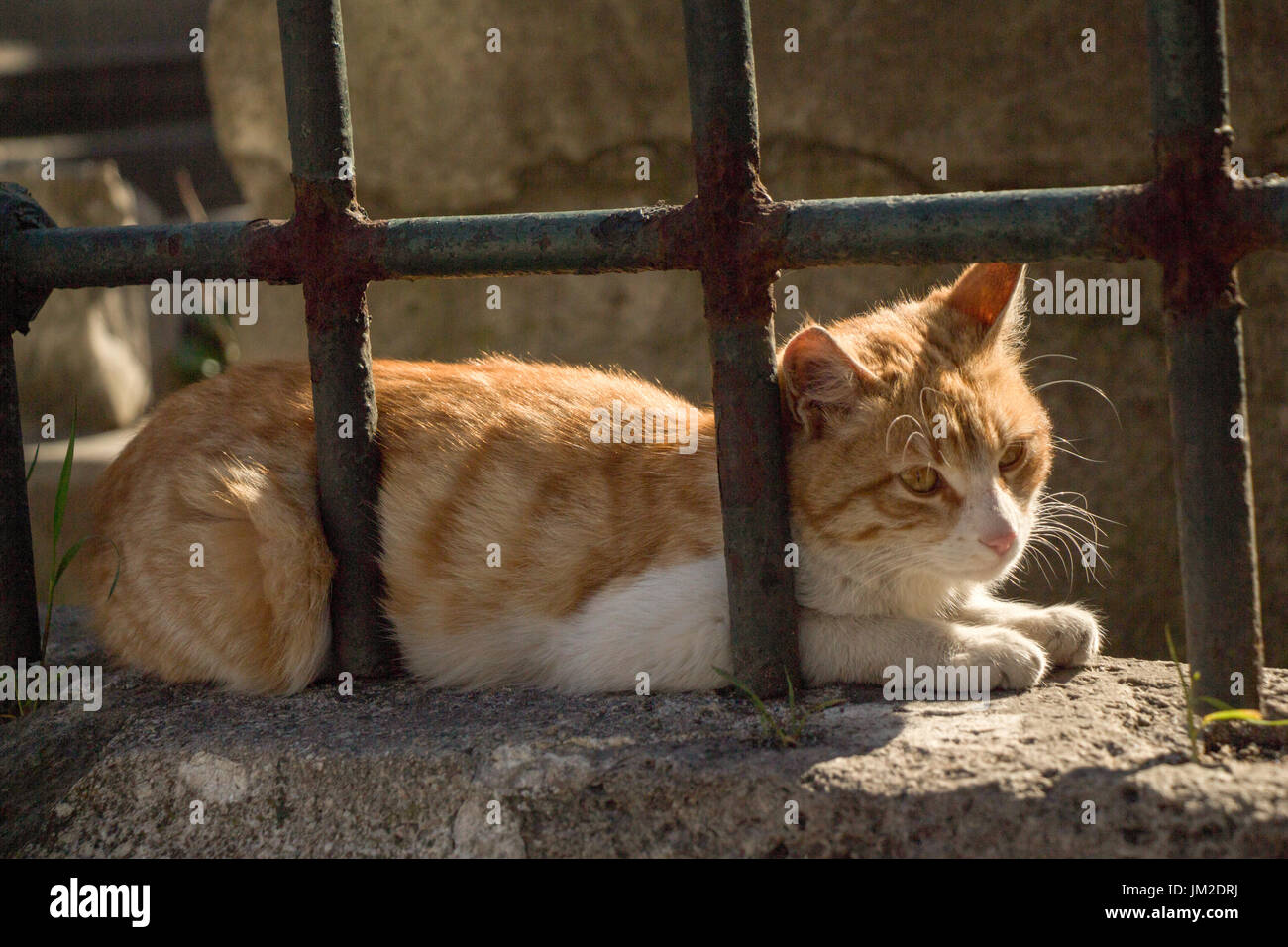 Stray cat in the street Stock Photo - Alamy