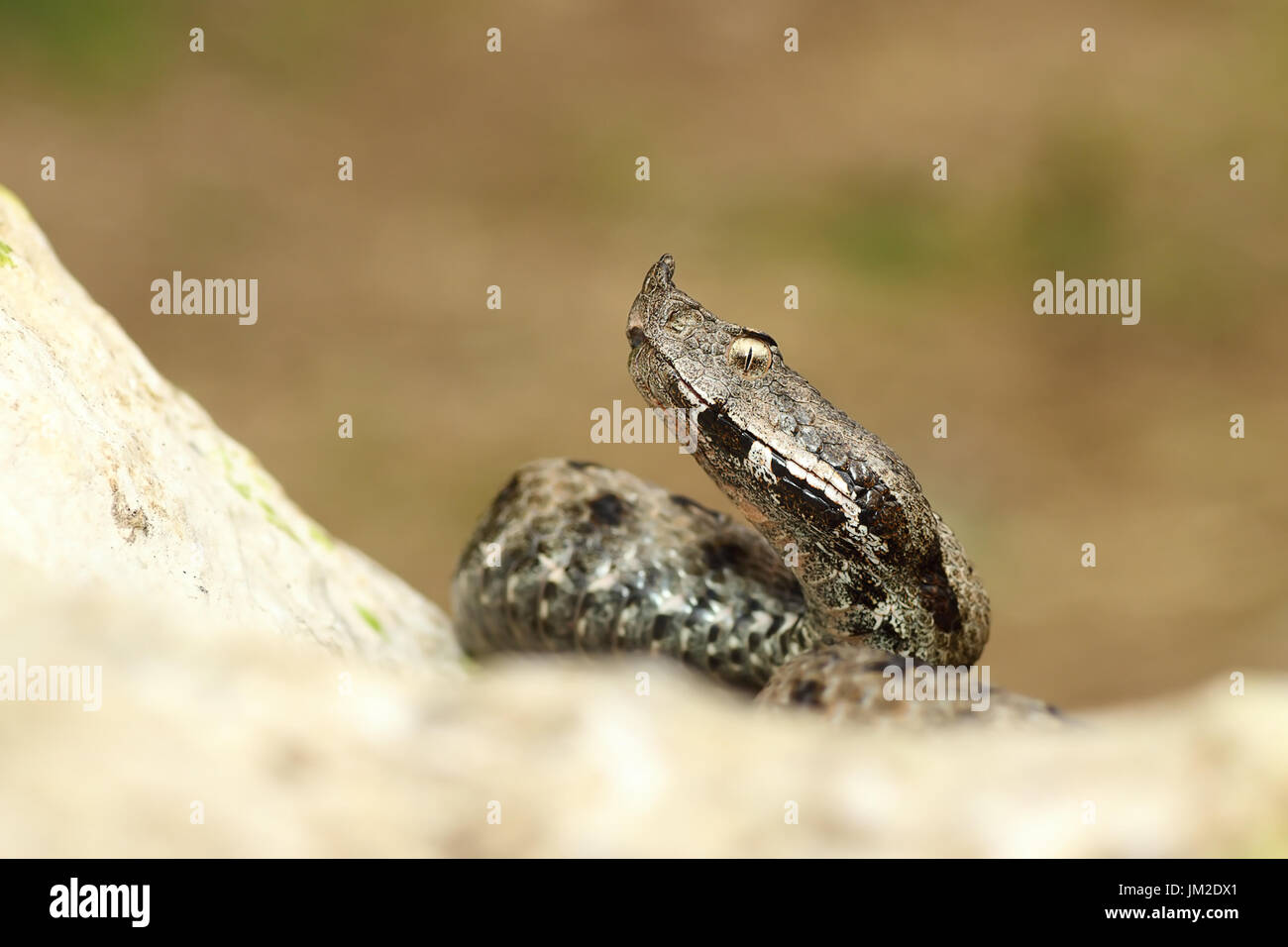 close up venomous european snake crawling on rock ( the nose horned viper, Vipera ammodytes ) Stock Photo
