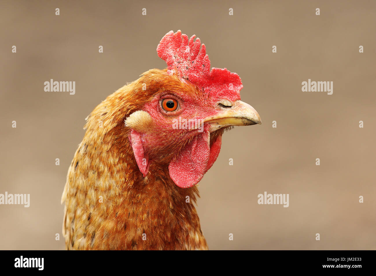 Brown feathers of hen stock photo. Image of bird, brown - 80732344