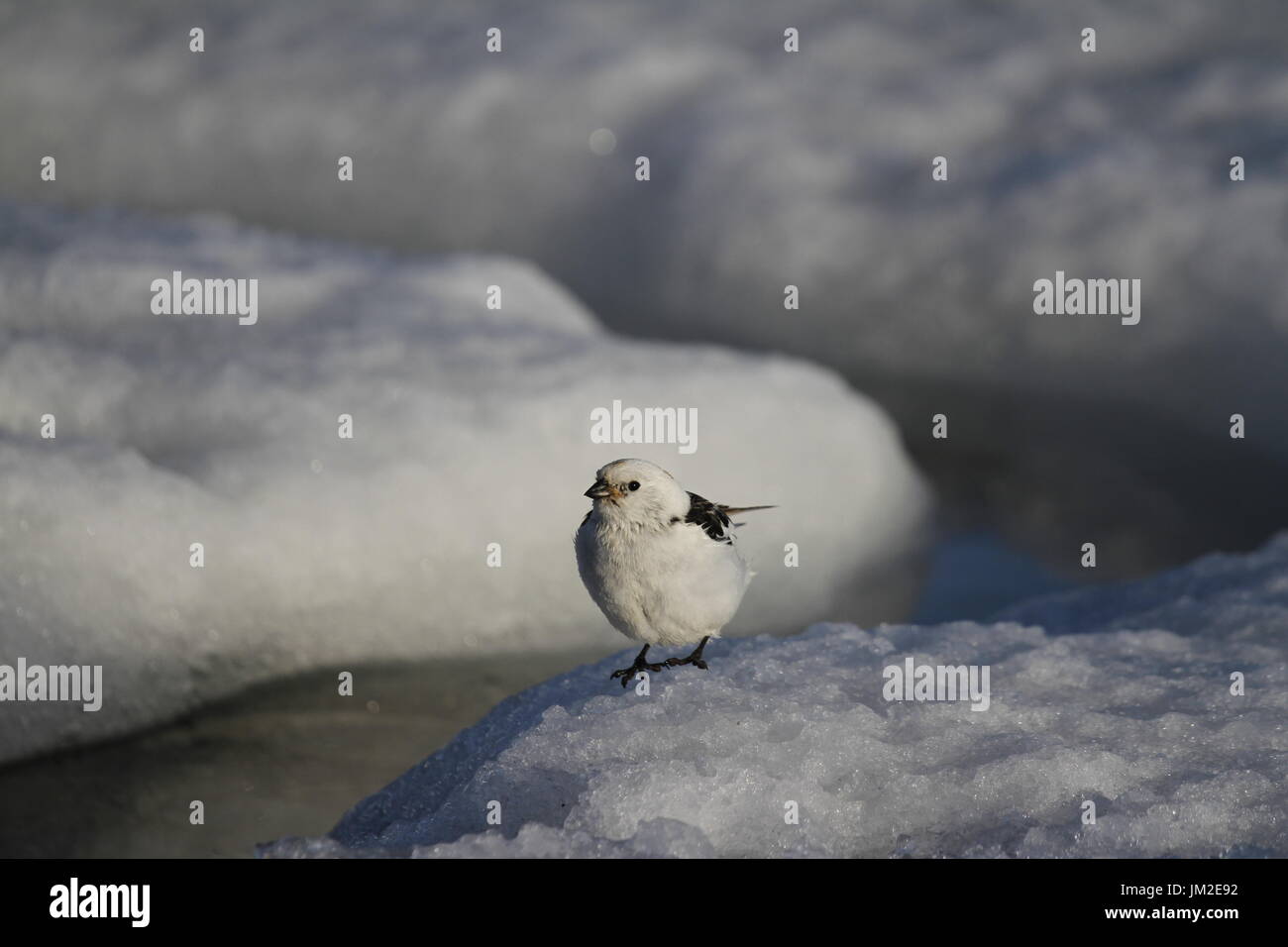 Male snow bunting (Plectrophenax nivalis) perching on the edge of snow, found near Arviat Nunavut Stock Photo