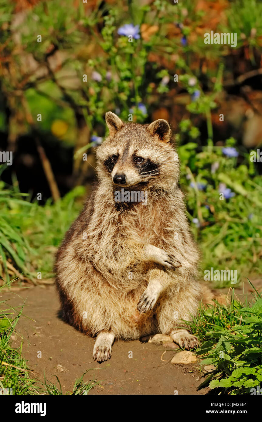 Raccoon, North Rhine-Westphalia, Germany / (Procyon lotor) | Waschbaer / (Procyon lotor) / Waschbär Stock Photo