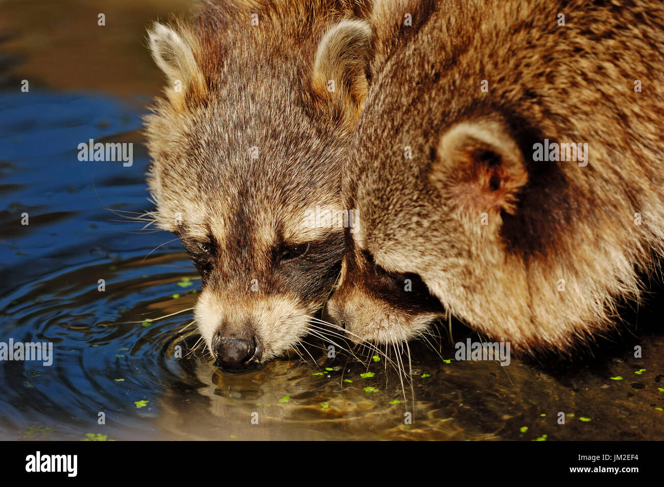 Raccoons drinking water, North Rhine-Westphalia, Germany / (Procyon lotor) | Waschbaeren / (Procyon lotor) / Waschbär Stock Photo