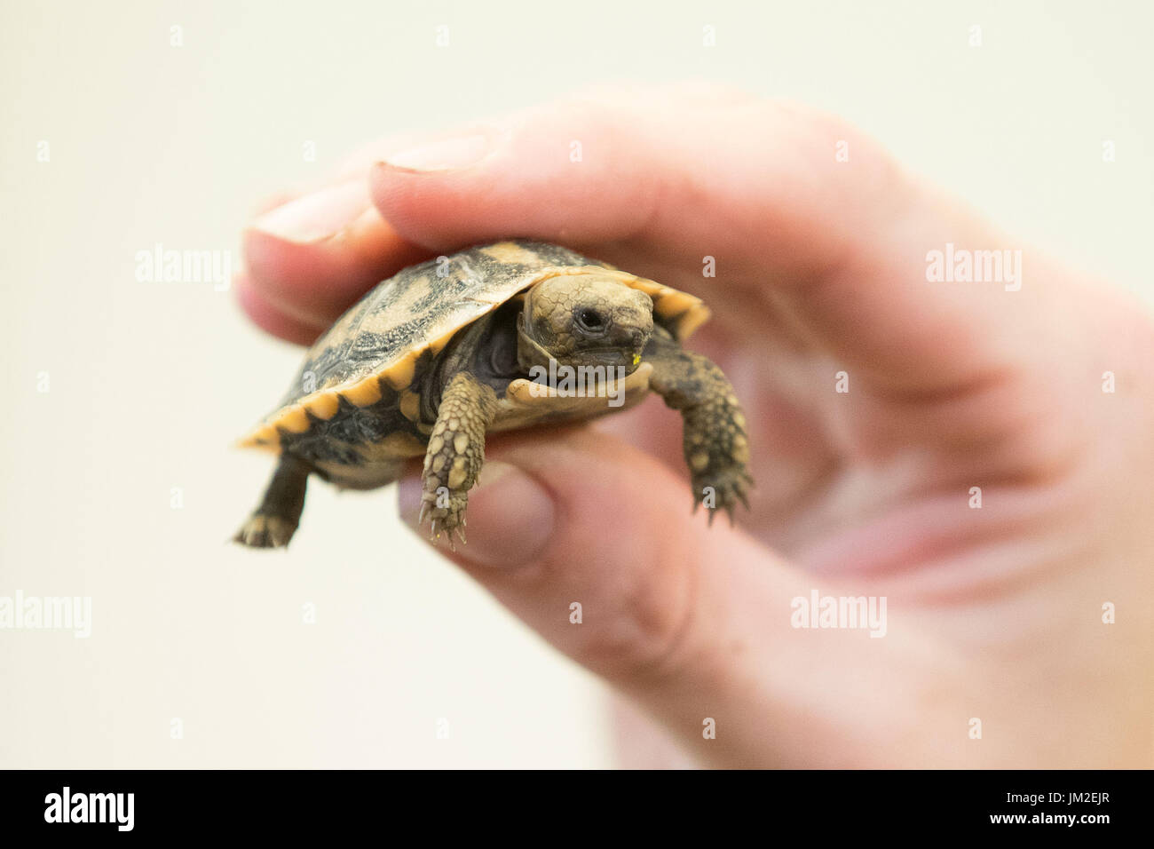 New baby pancake tortoise west midland safari park hires stock