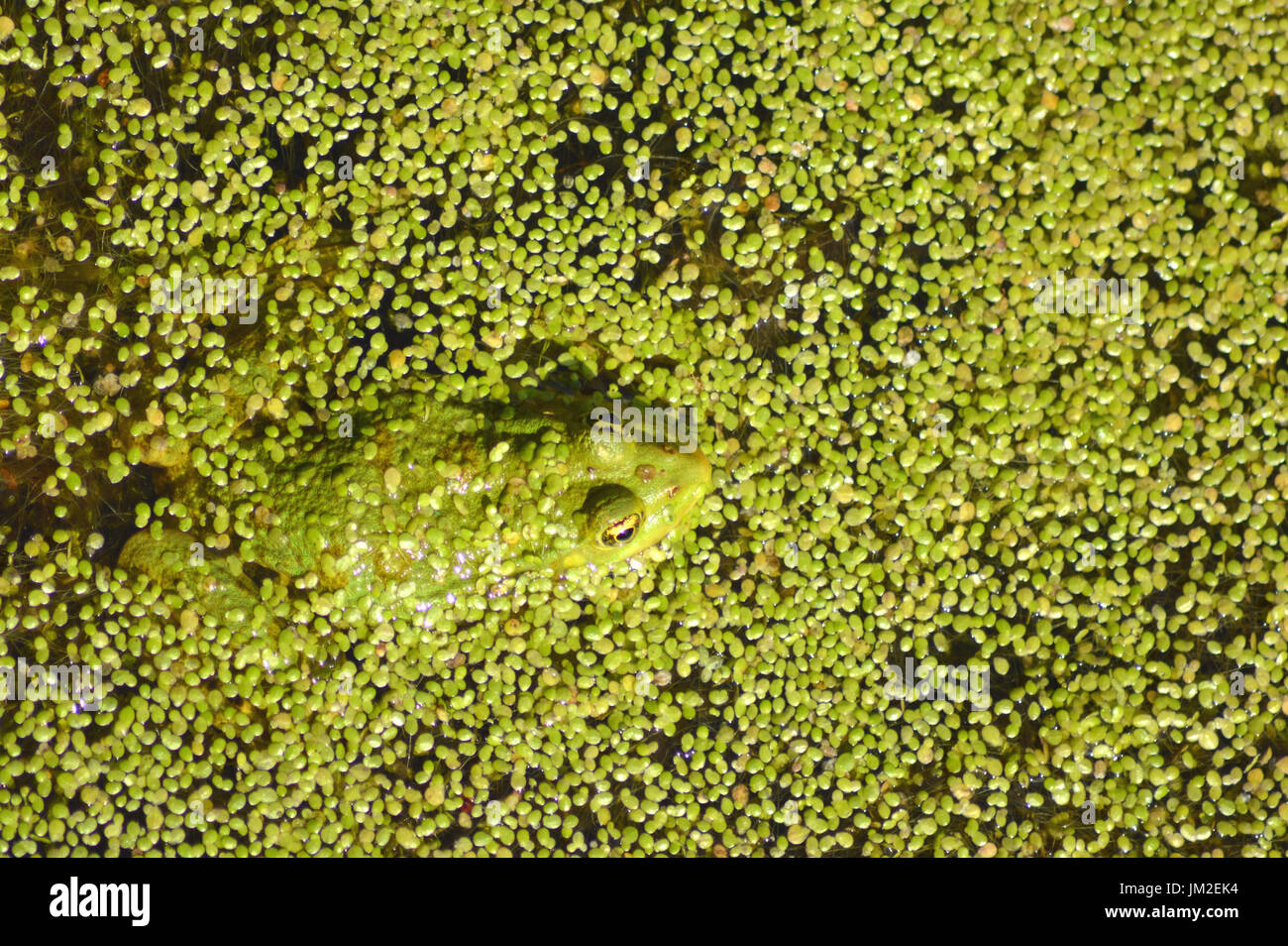 Marsh Frog(Pelophylax ridibundus.) hiding in duckweed Stock Photo