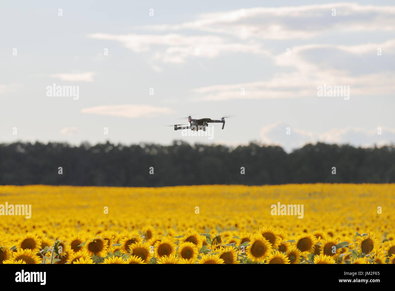 Drone hovering over sunflower field in clear blue sky partly clouded. Stock Photo
