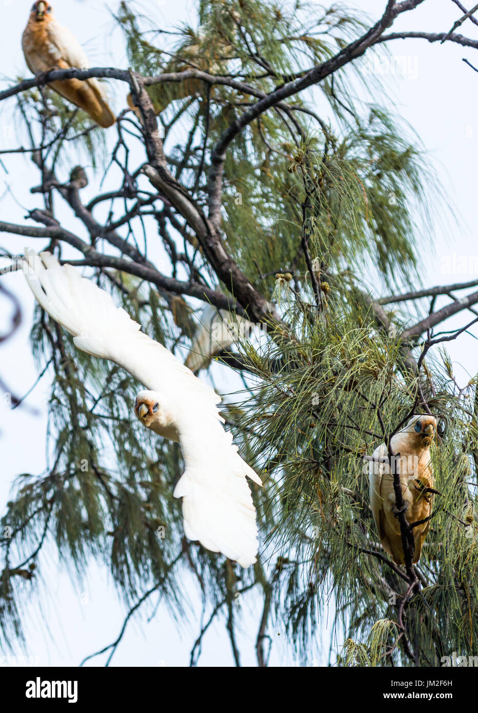 Goffin Cockatoo in flight over Byron Bay, New South Wales, Australia. Stock Photo