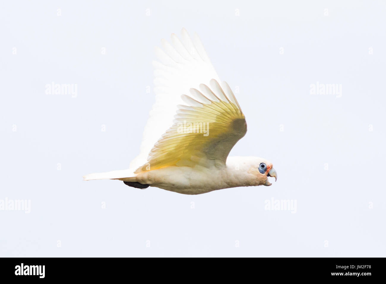 Goffin Cockatoo in flight over Byron Bay, New South Wales, Australia. Stock Photo