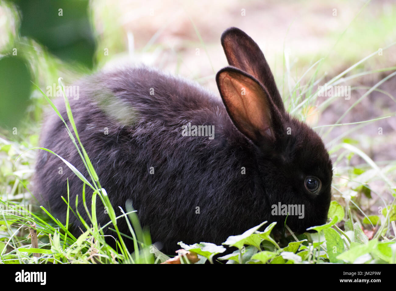 Black rabbit grazing Stock Photo