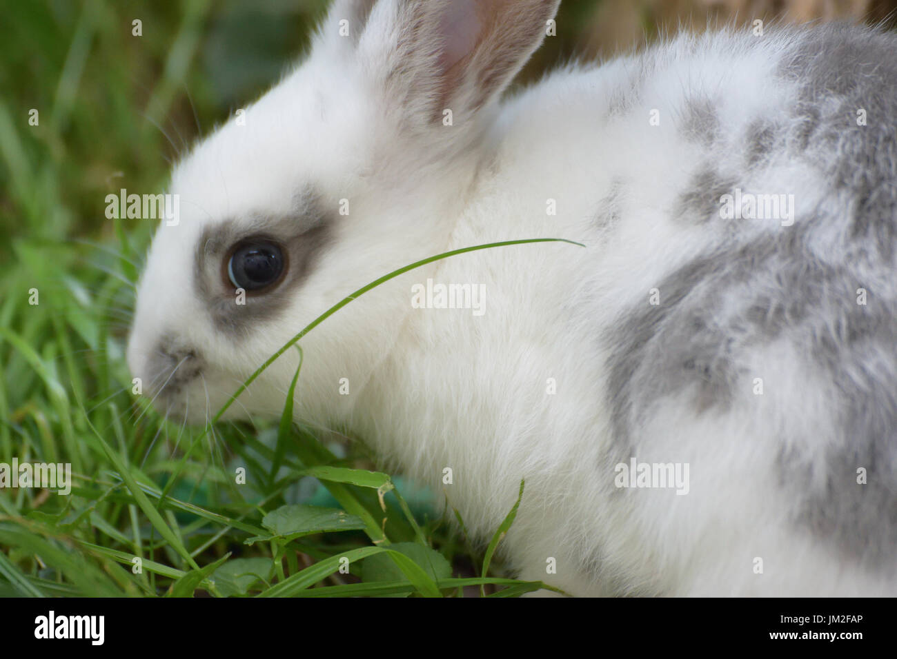 White European rabbit pet grazing Stock Photo
