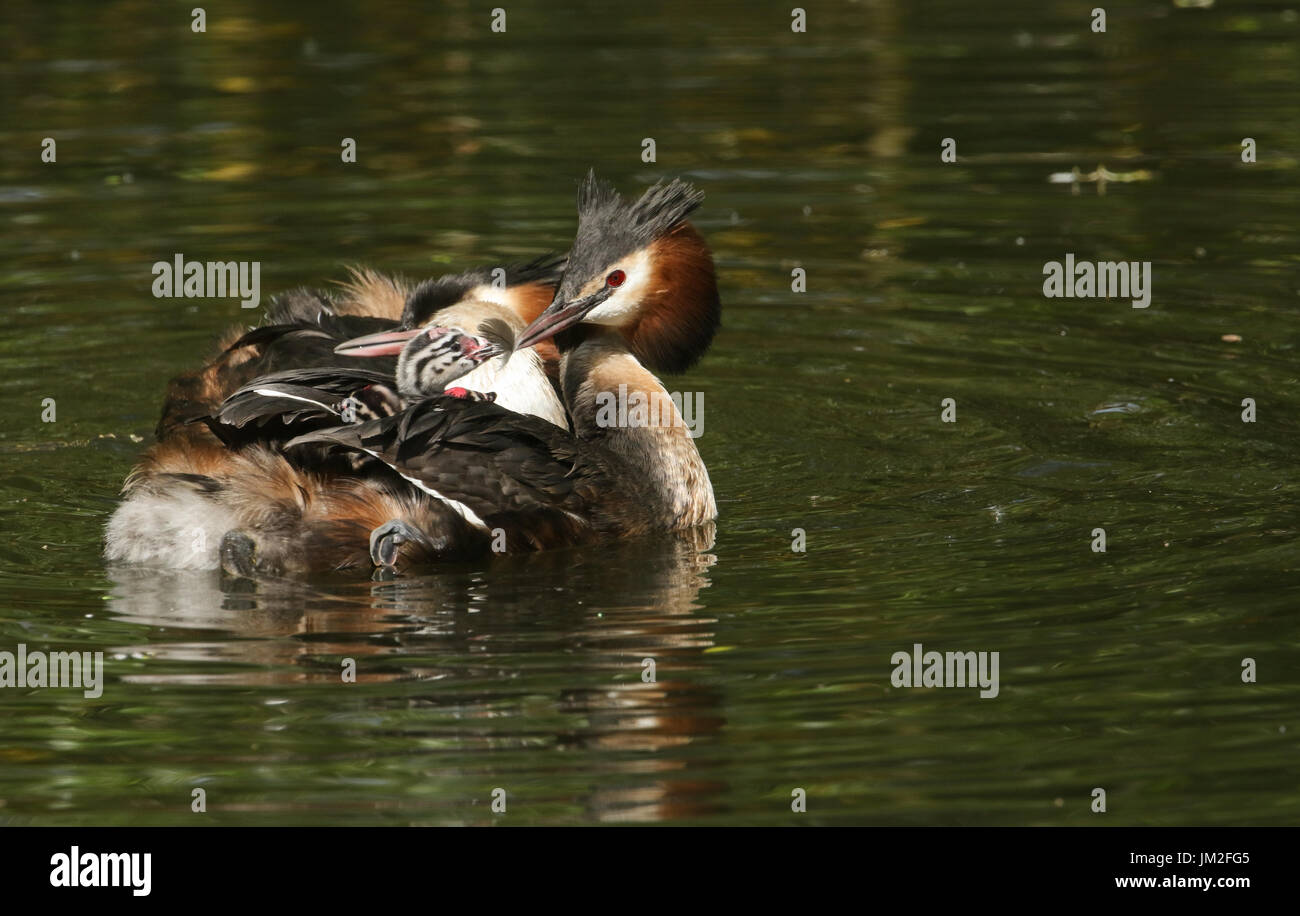 A cute Baby Great Crested Grebe (Podiceps cristatus) being fed a ...