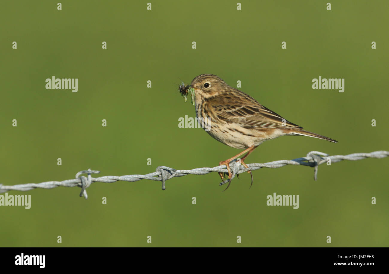 A Meadow Pipit (Anthus pratensis) perched on a barbed wire fence with a ...