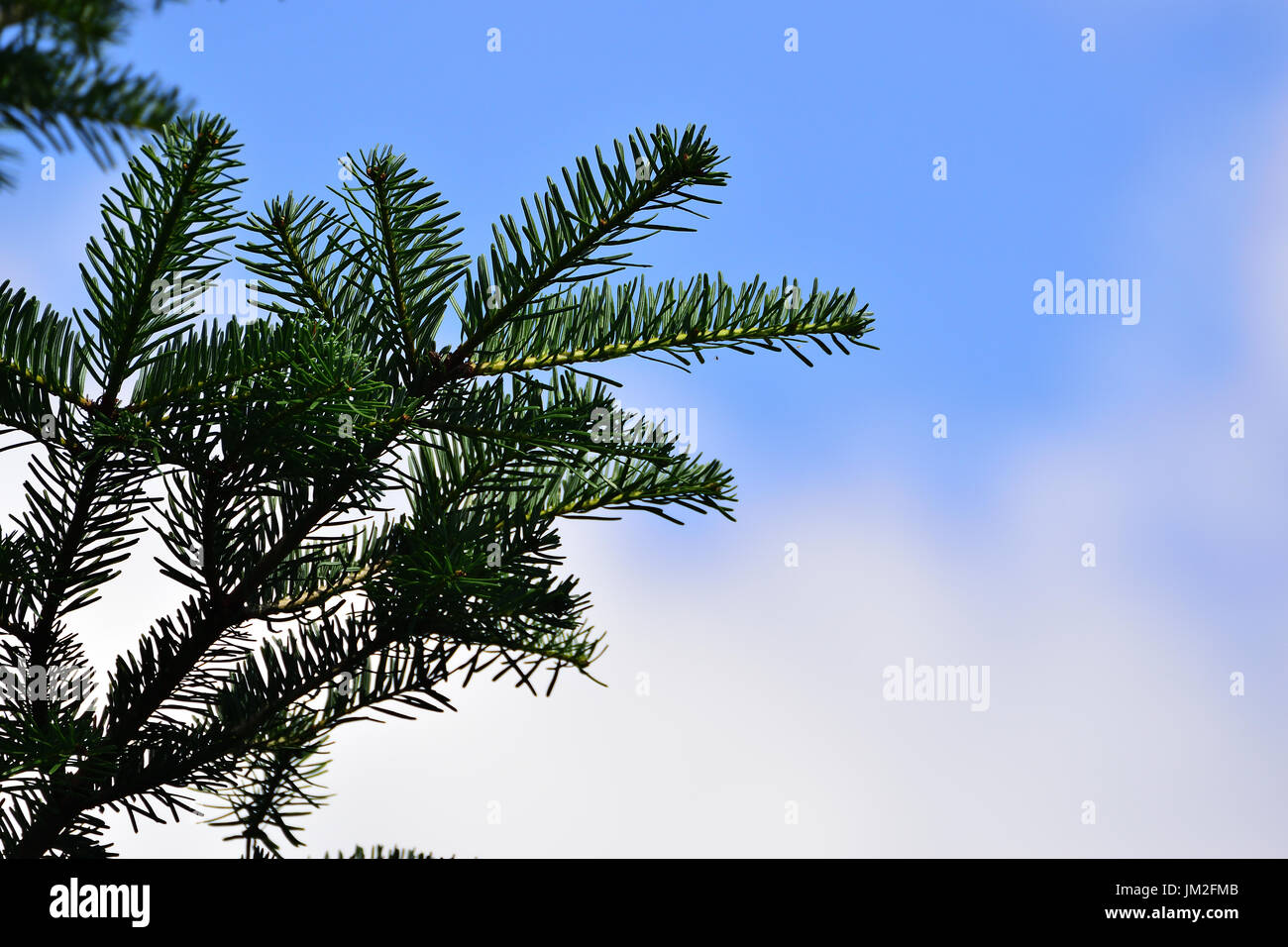 A branch of fir tree against the blue sky Stock Photo - Alamy