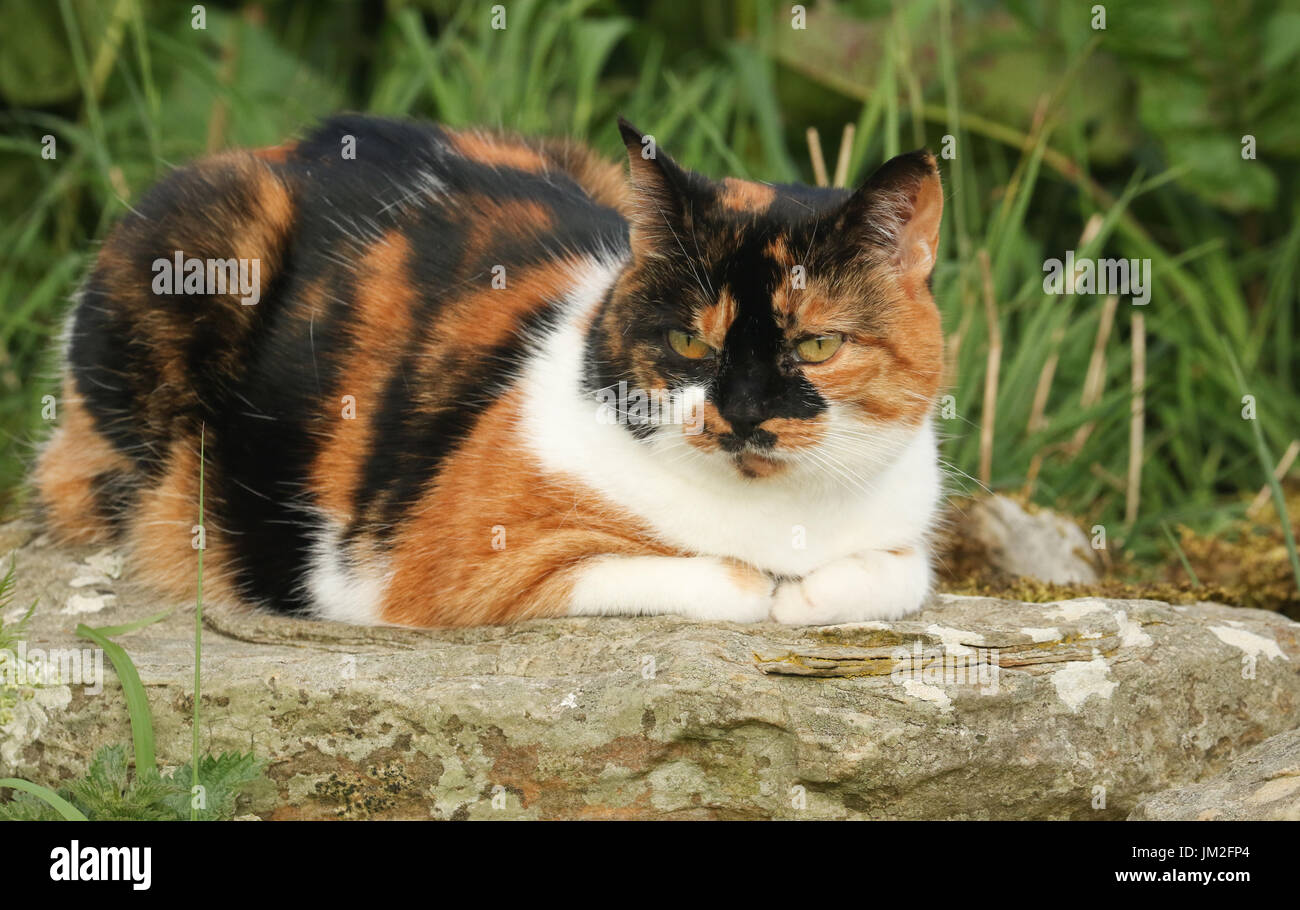 A beautiful coloured Cat (Felis catus) resting on a rock in Orkney, Scotland. Stock Photo