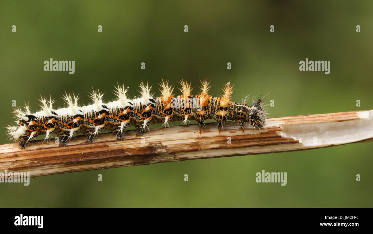 A stunning Comma Butterfly Caterpillar (Polygonia c-album) . Stock Photo