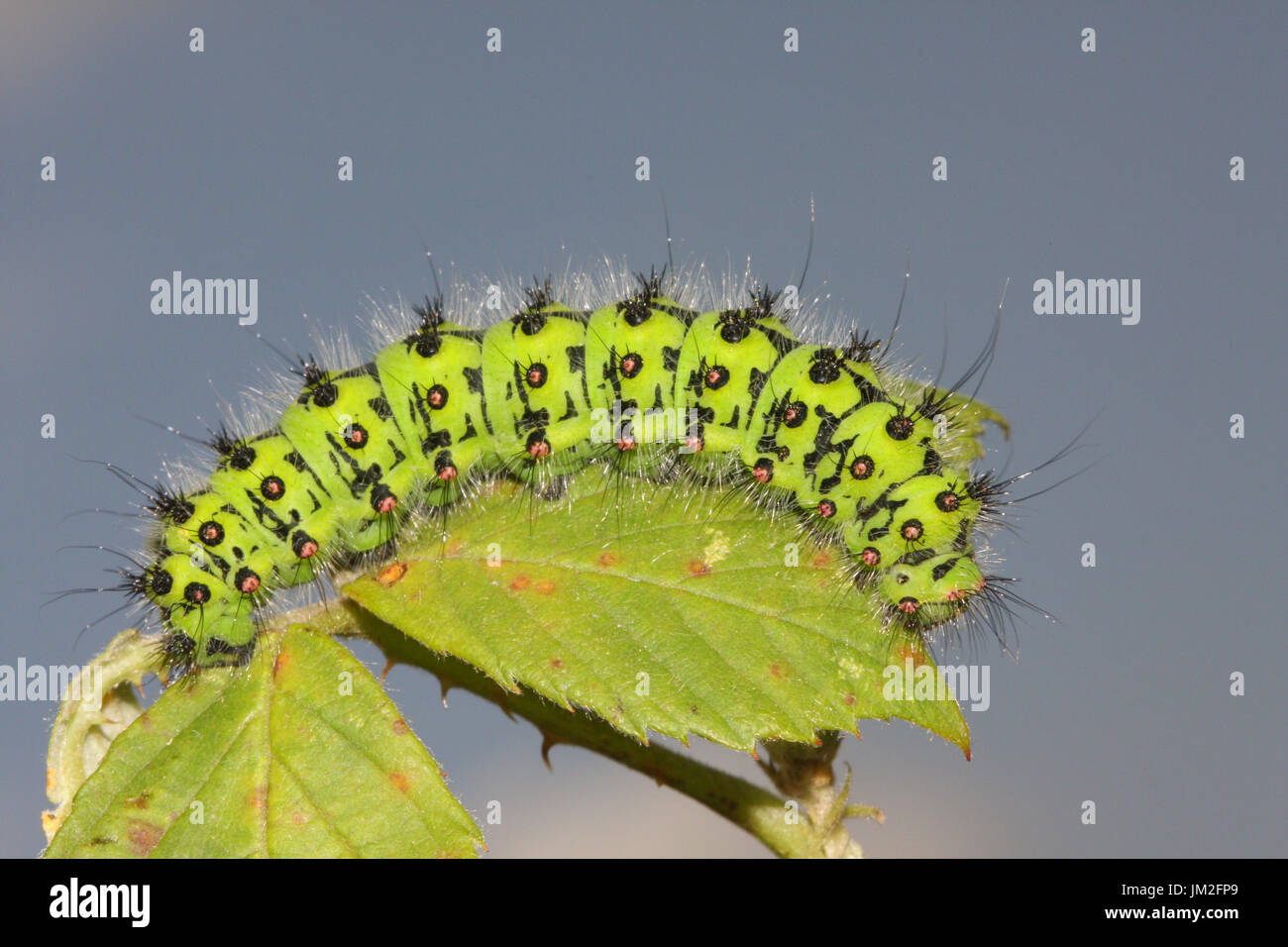 Emperor moth caterpillar saturnia pavonia on a bramble leaf hi-res ...