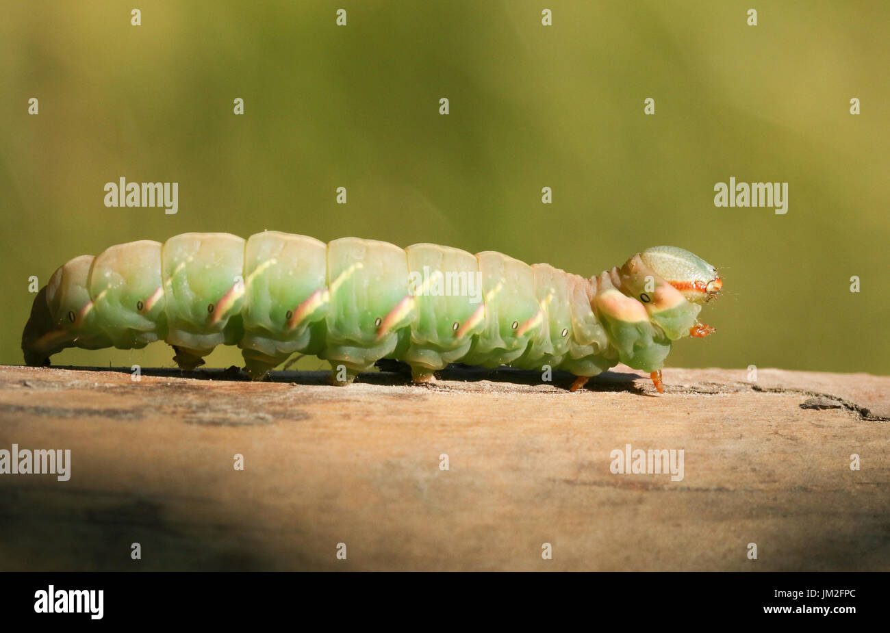 A beautiful Great Prominent Caterpillar (Peridea anceps). Stock Photo