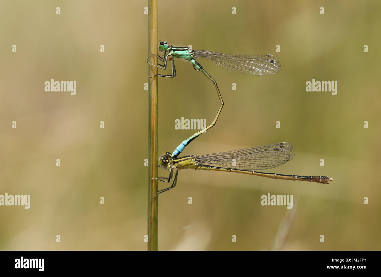 A pair of mating Common Blue Damselfly (Enallagma cyathigerum) perched ...