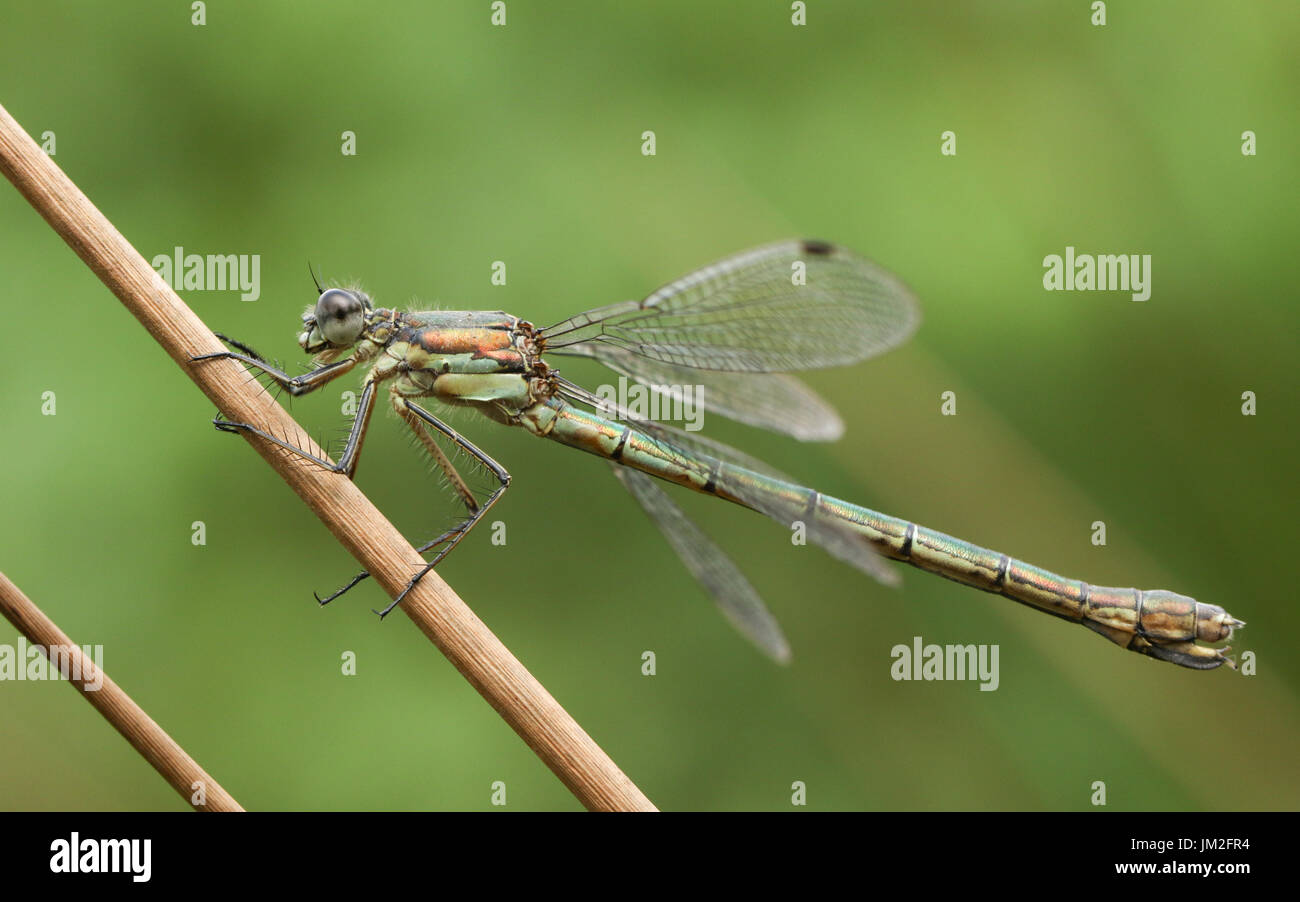 A stunning female Emerald Damselfly (Lestes sponsa) perched on a reed ...