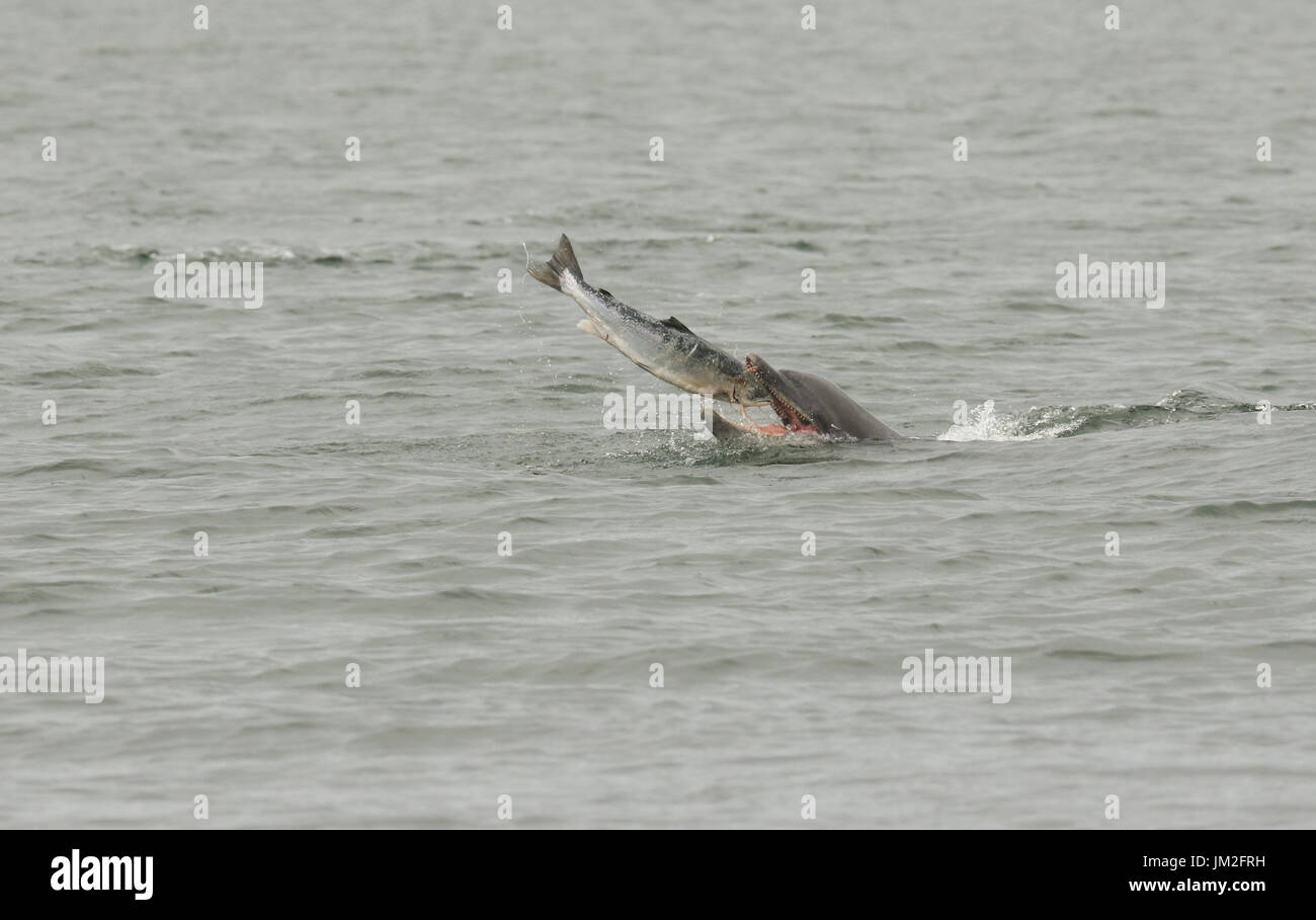 A Bottlenose Dolphin (Tursiops truncatus) eating a fish (salmon, Salmo salar), at the Moray Firth, Highlands, Scotland. Stock Photo