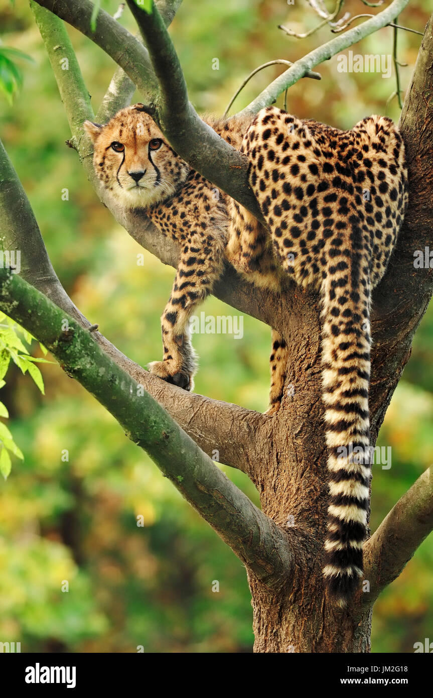 Cheetah climbing in tree / (Acinonyx jubatus) | Gepard / (Acinonyx jubatus) Stock Photo