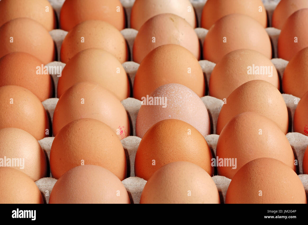 Domestic Fowl, eggs | Haushuhn, Eier / Hühnereier, Ei Stock Photo