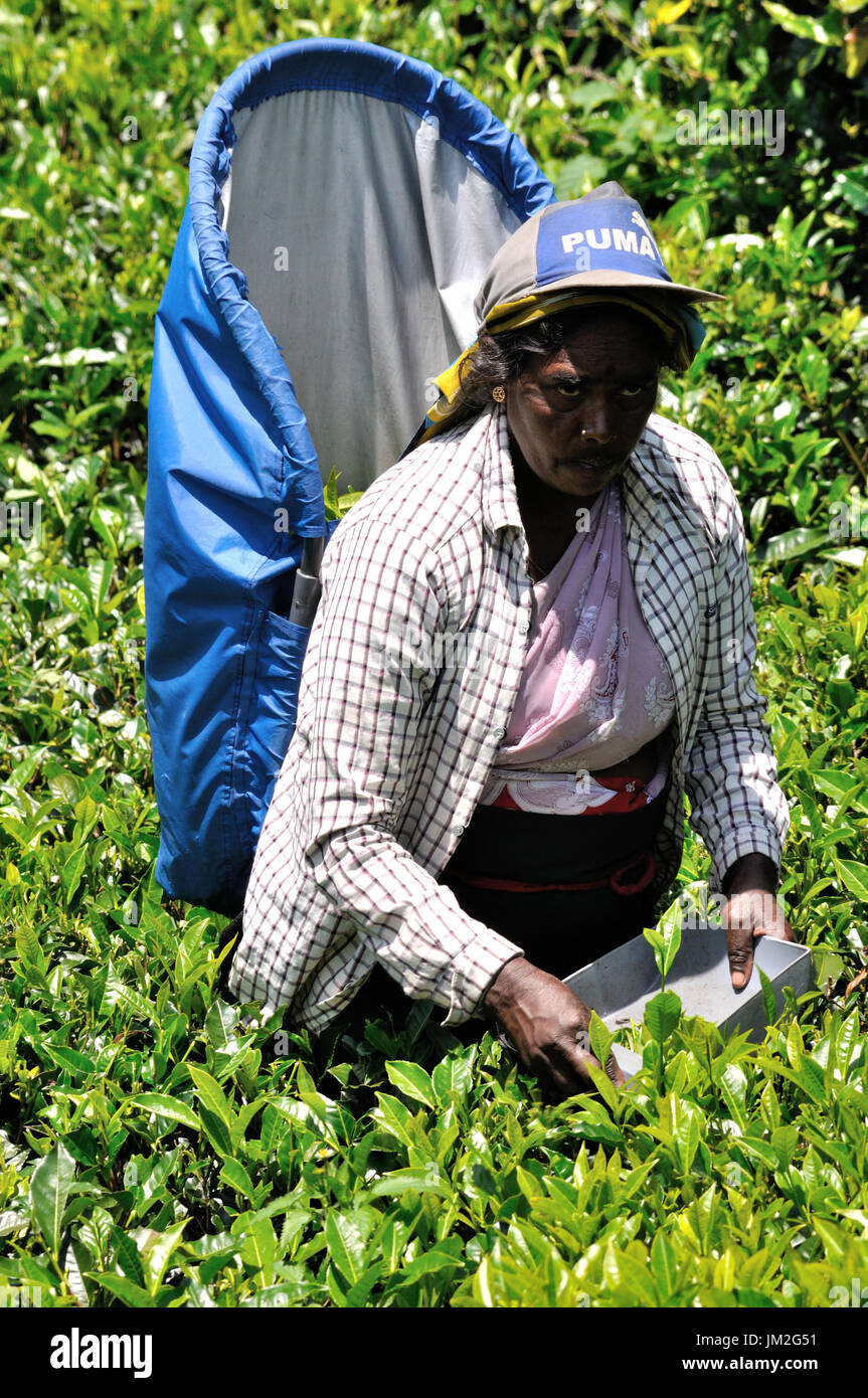 Tea picker (plucker) on a tea estate in Sri Lanka Stock Photo