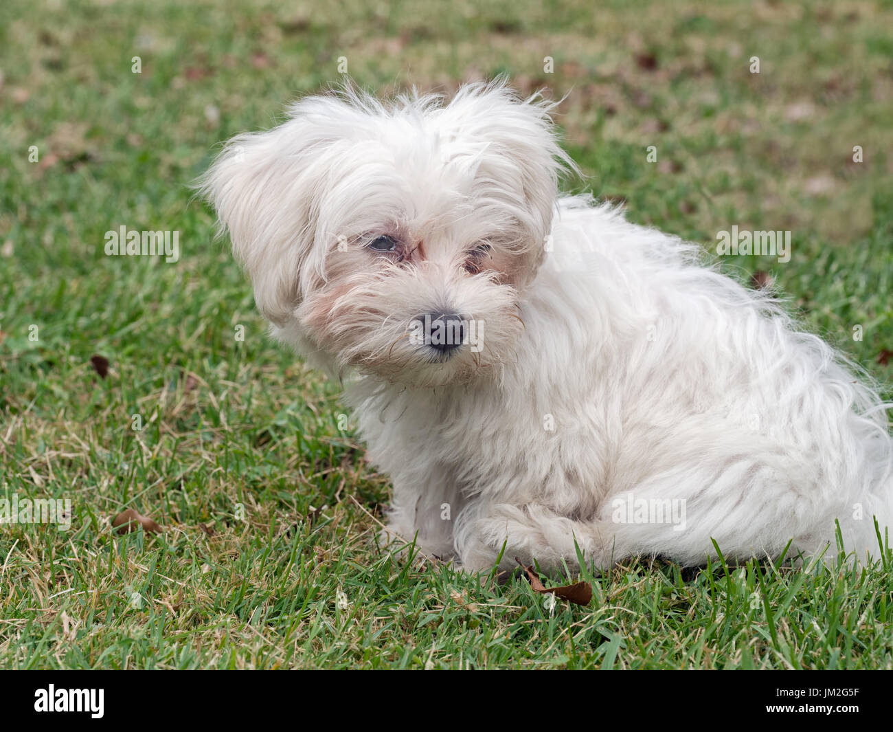 Small old dog. With collar, no lead. Stock Photo