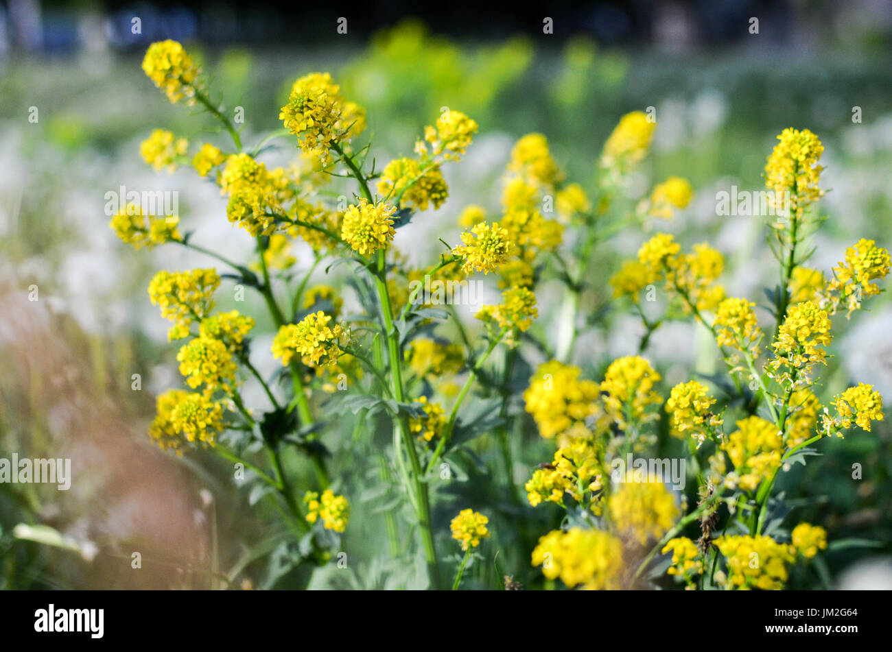 Wild yellow fluffy Barbarea flower in a field or on a meadow Stock Photo