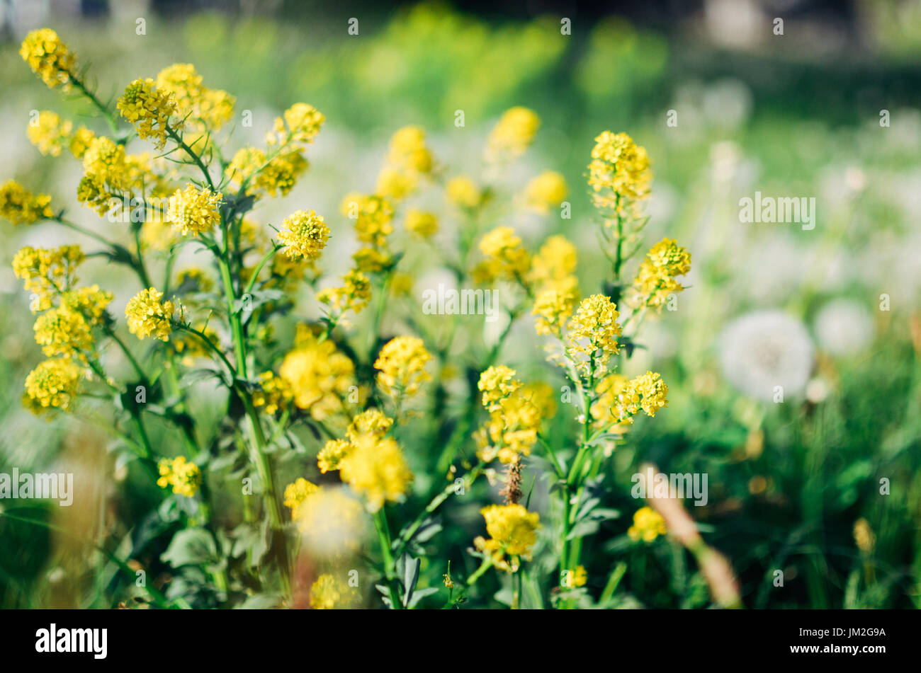 Wild yellow fluffy Barbarea flower in a field or on a meadow Stock Photo