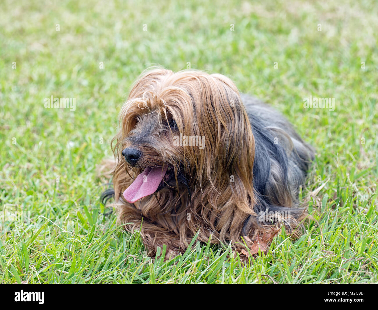 Yorkie. Cute small dog Stock Photo Alamy