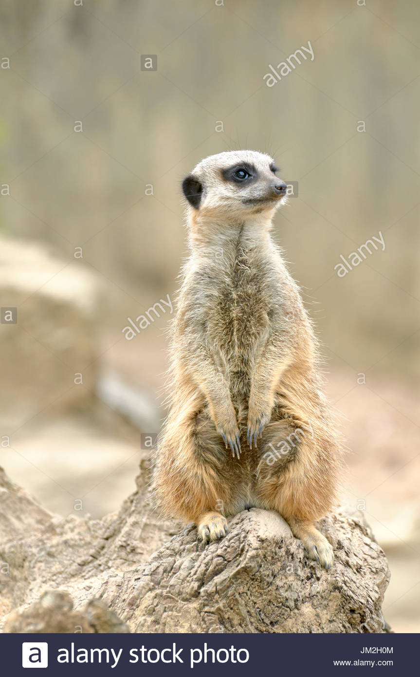 Suricata Suricatta Stock Photos & Suricata Suricatta Stock Images - Alamy