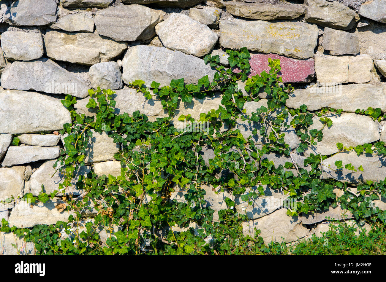Plant on stone wall Stock Photo - Alamy