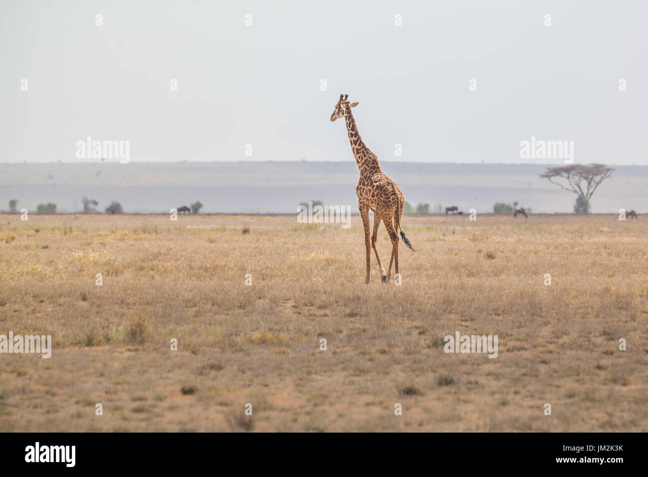 Solitary giraffe in Amboseli national park, Kenya. Stock Photo