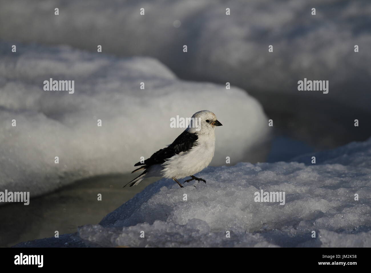 Closeup of male snow bunting (Plectrophenax nivalis) perching on the edge of snow, found near Arviat Nunavut Stock Photo