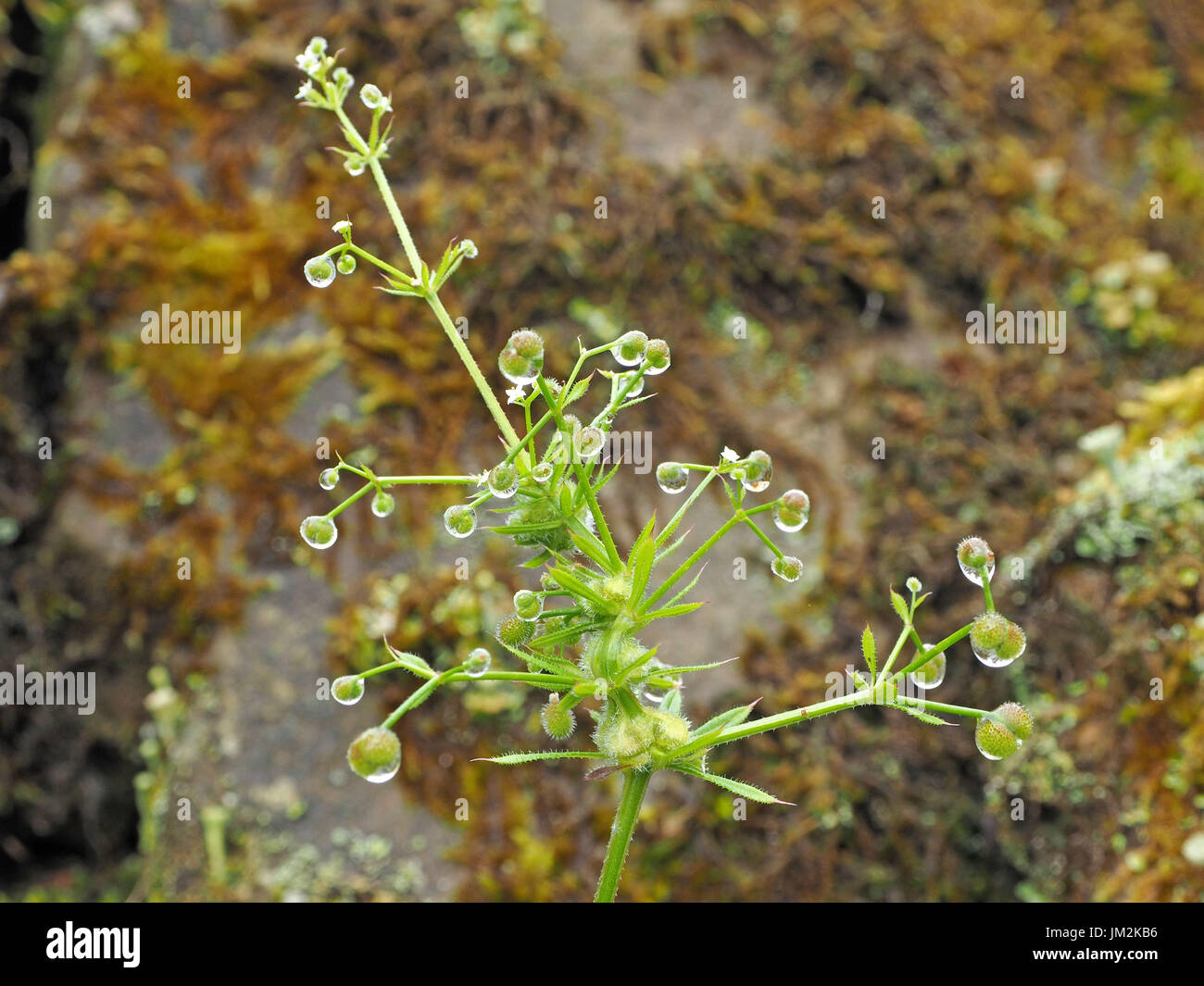 water droplets on seeds of cleavers aka clivers, bedstraw, goosegrass, catchweed, stickyweed, sticky willy, sticky willow stickyjack (Galium aparine) Stock Photo