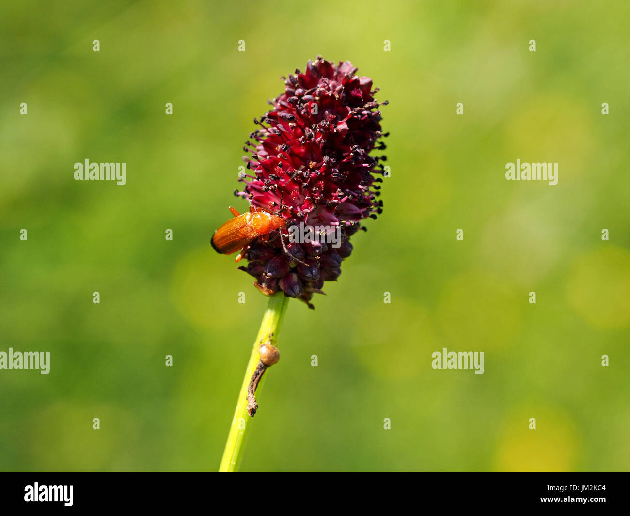 Soldier Beetle (Rhagonycha fulva) a clickbeetle of Coleoptera order on